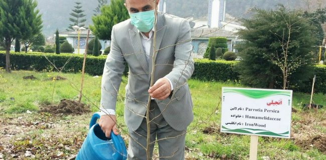 کاشت ۴ هزار اصله درخت صنوبر در اردوگاه میرزا کوچک خان رامسر کاشت ۴ هزار اصله درخت صنوبر در اردوگاه میرزا کوچک خان رامسر