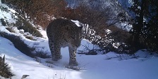 پلنگ ایرانی مهمان رودسری‌ها