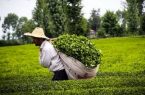 پرداخت 67 میلیارد تومان تسهیلات ارزان قیمت برای بهسازی و بهزراعی چای کشور