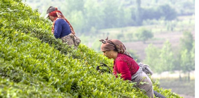 ارزآوری بیش از 33 میلیون دلاری چای برای کشور