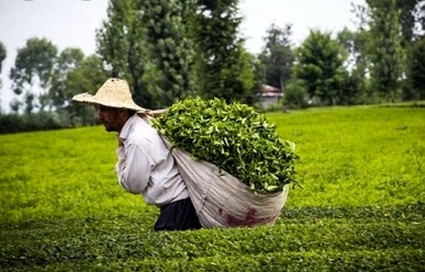 پرداخت 67 میلیارد تومان تسهیلات ارزان قیمت برای بهسازی و بهزراعی چای کشور